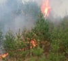 Число лесных пожаров достигло двадцати двух