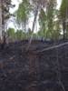 За два дня в районе ликвидировано два пожара в лесах гослесфонда