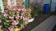 _DSC0252.JPG