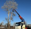 В Октябрьском установят большую искусственную новогоднюю ель