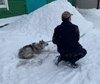 Сегодня в округе проходит очередной отлов бесхозяйных собак