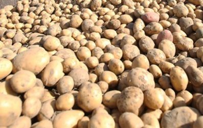 Администрация района помогла фермеру со сбытом картофеля