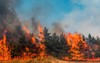 Ликвидировано 5 лесных пожаров