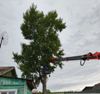 В округе продолжается уборка опасных деревьев