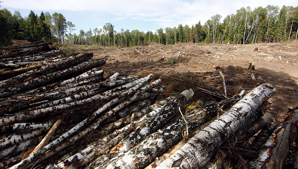 В Иркутской области заработала система для борьбы с незаконными рубками леса