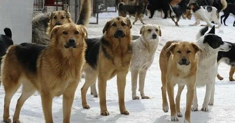 КАК ИЗБЕЖАТЬ НАПАДЕНИЯ БЕЗДОМНЫХ СОБАК.