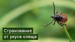 Страхование от укуса клеща