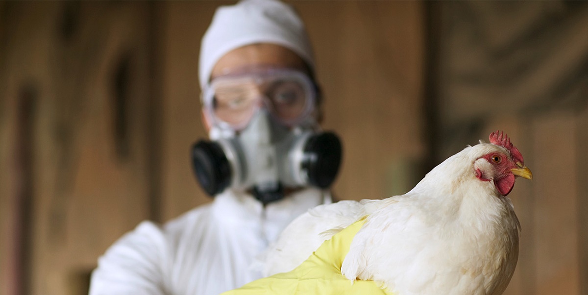 Ухудшение эпизоотической ситуации по гриппу птиц