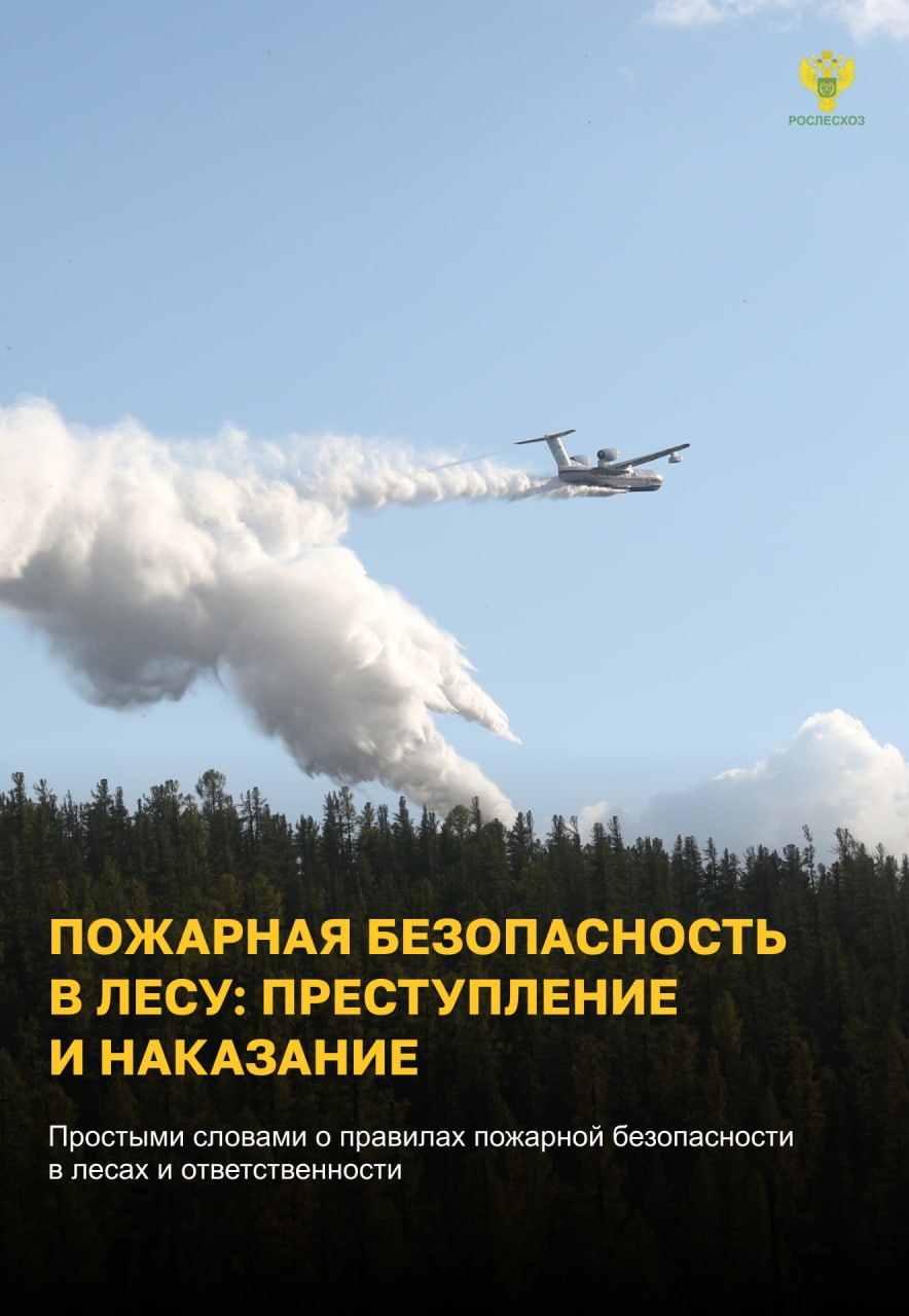 Пожарная безопасность в лесу: преступление и наказание  