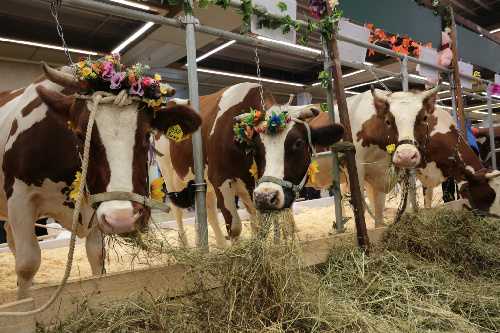 ВНИМАНИЕ! ОГРАНИЧЕНИЕ ПРОВЕДЕНИЯ СЕЛЬСКОХОЗЯЙСТВЕННЫХ ЯРМАРОК,
