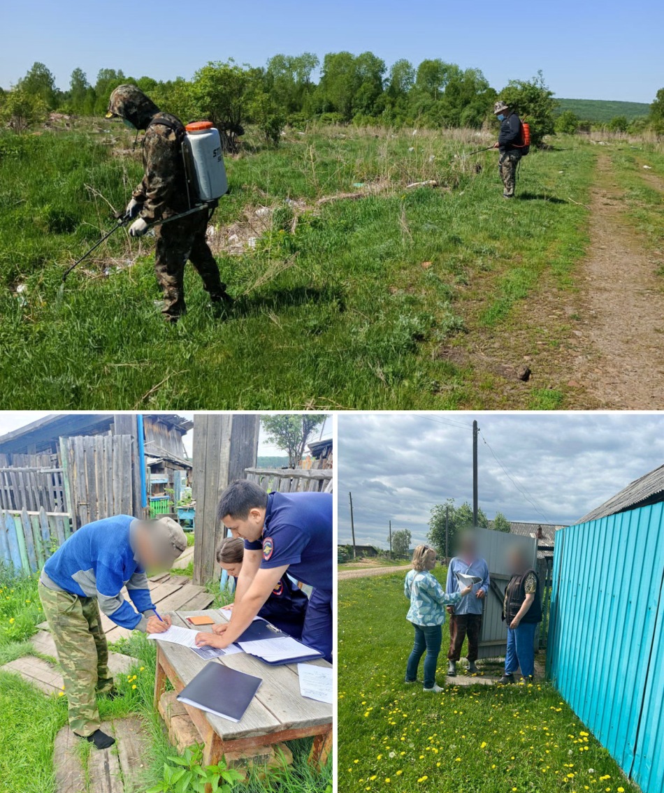 Проверили ход уничтожения конопли