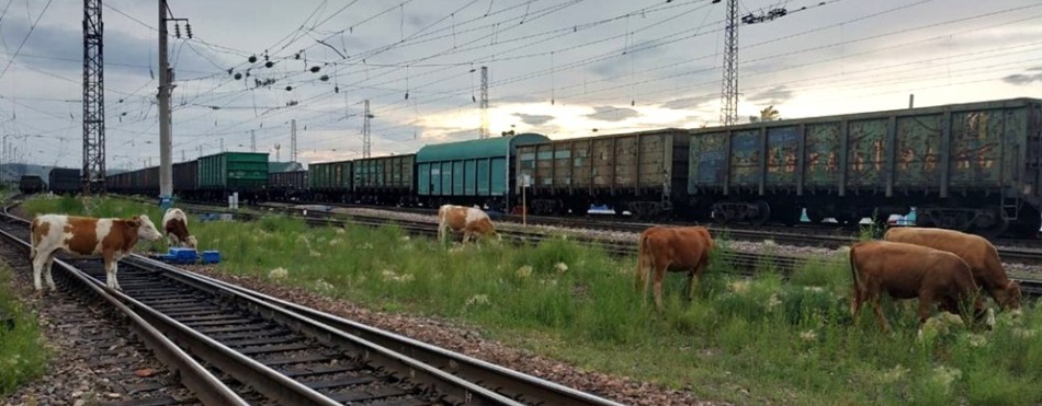 Грузовой поезд сбил корову