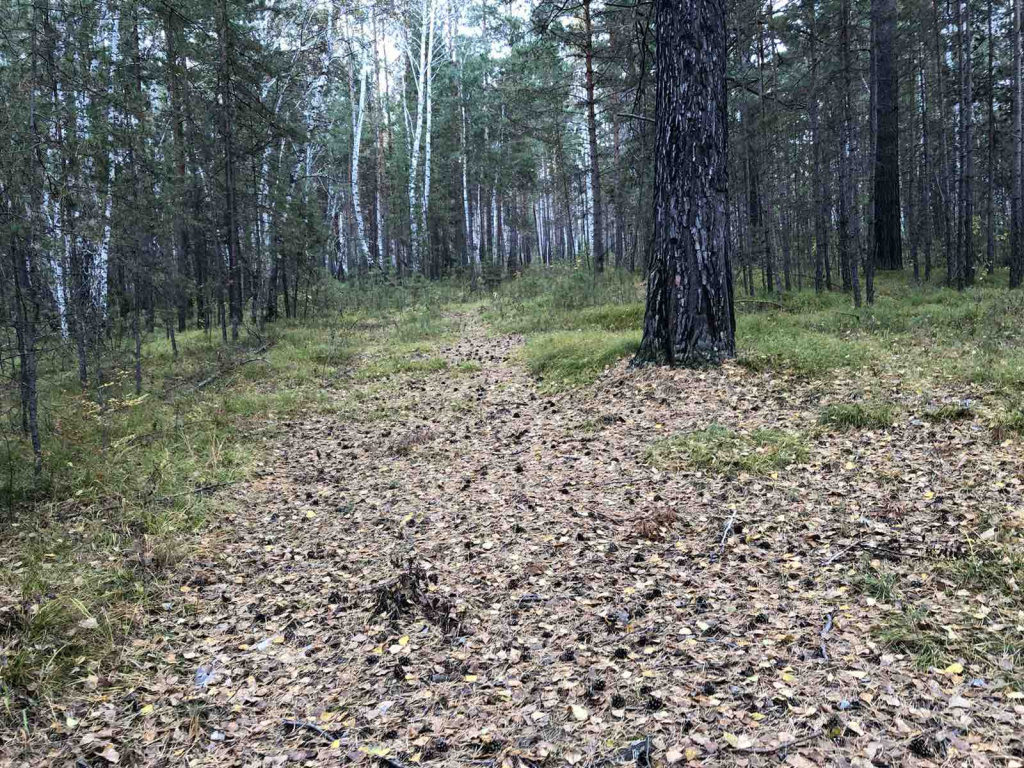 Березка 1.jpg