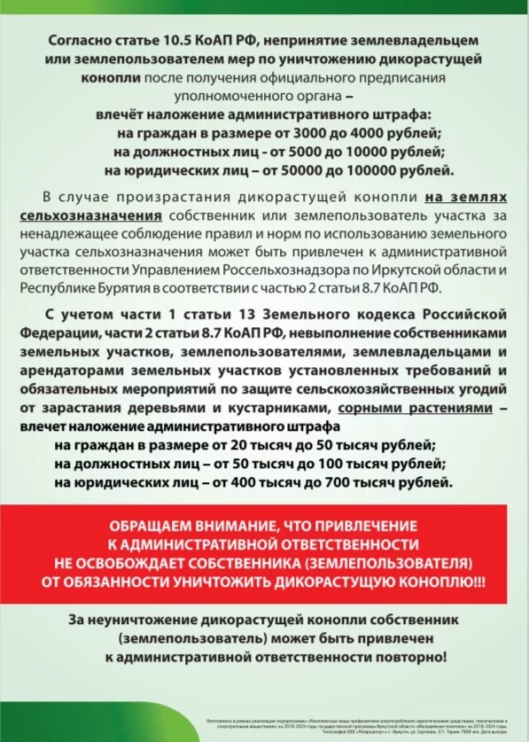 конопля 2.jpeg