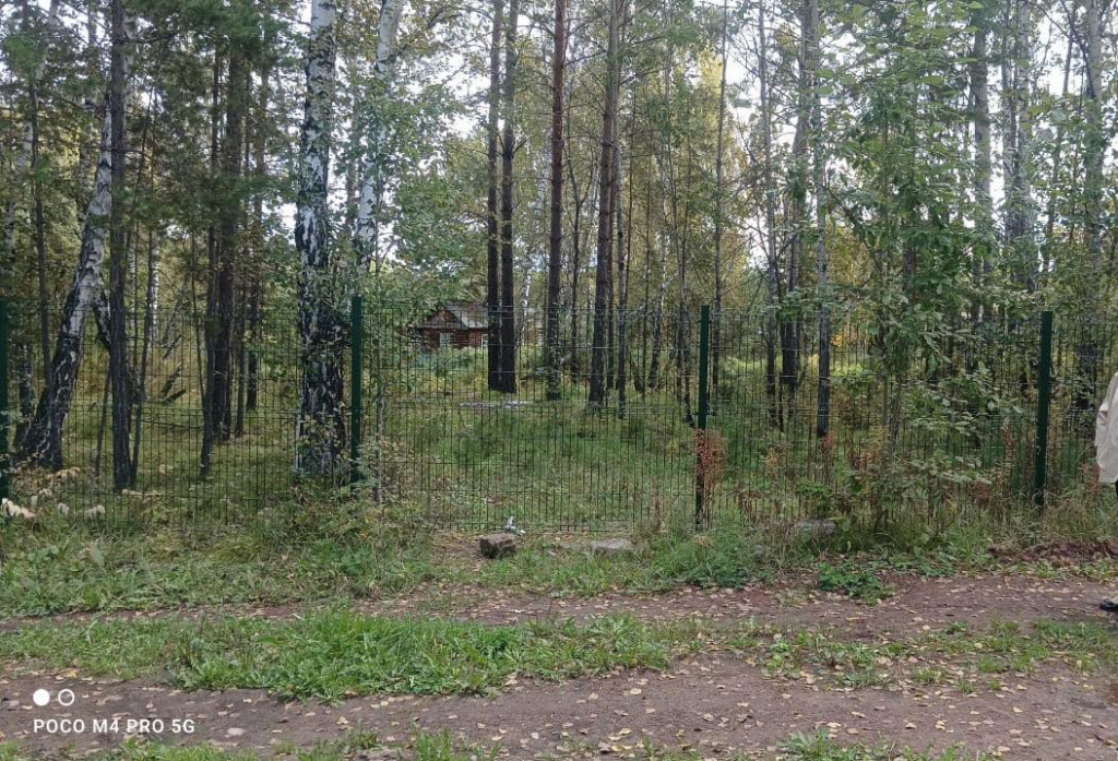 Березка 2.jpg