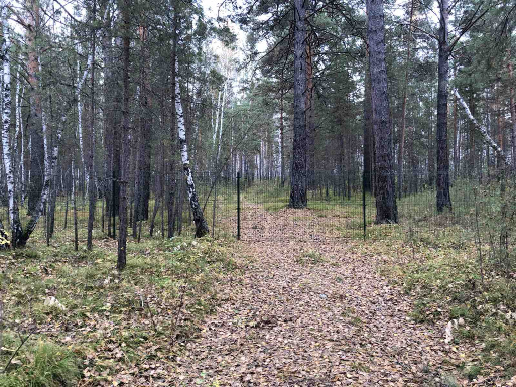 Березка 3.jpg