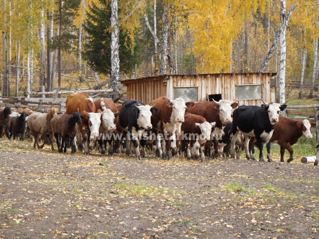Крестьянско-фермерское  хозяйство "Зверев" - наглядный пример развивающегося предприятия.