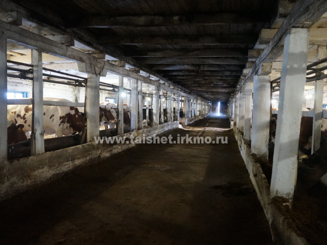 В Тайшетском  районе работает одна из крупнейших молочных ферм