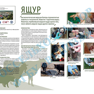 Разные новости Аларского района