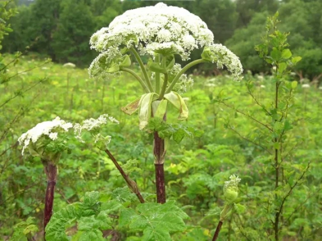 Садоводам и огородникам будет грозить штраф за борщевик на участке