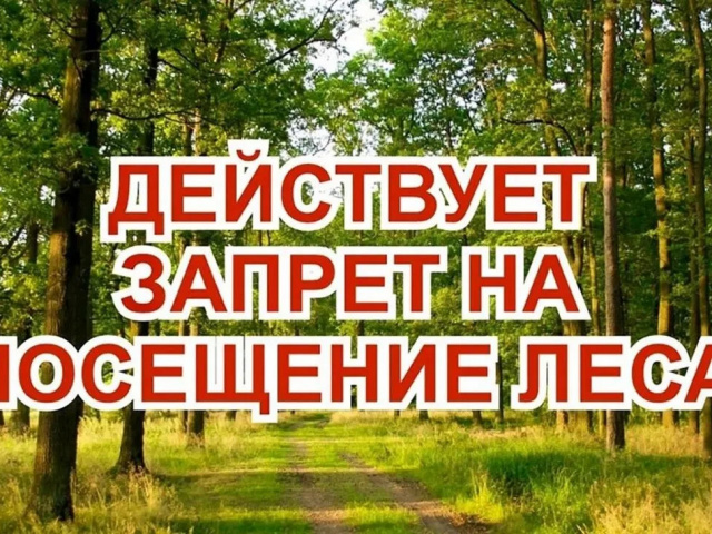 Ограничение пребывания граждан в лесах