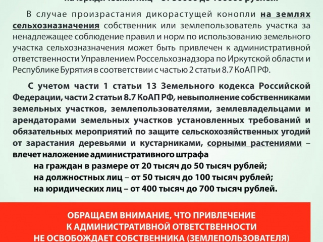 В Тайшете волонтёры  местного отделения «Движения первых» из  школы № 23  присоединились к  профилактической  акции «Уничтожим коноплю!», которая проводится на территории нашего округа совместно с антинаркотической комиссией.