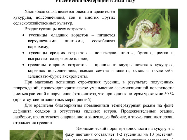 Информация по распространению хлопковой совки на территории Российской Федерации в 2026 году