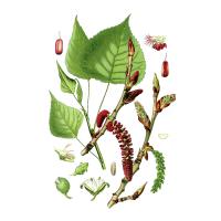 Экстракт почек тополя черного Live Extract