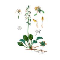 Экстракт травы боровой матки (ортилии однобокой) Live Extract