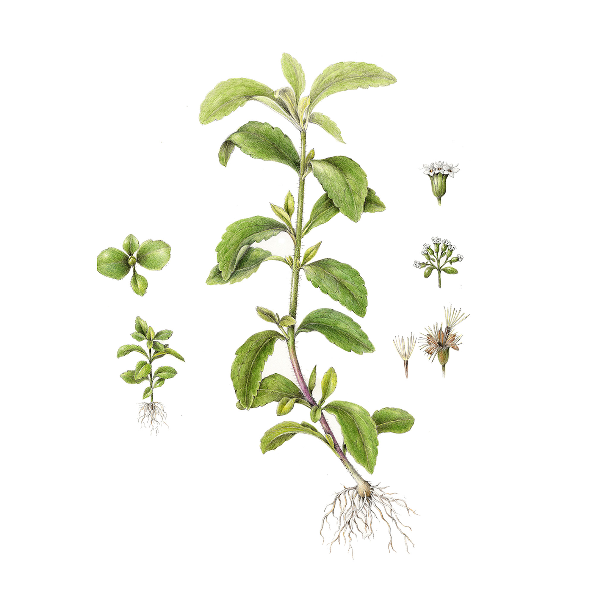 Экстракт листьев стевии медовой Live Extract, купить от производителя «Травы Байкала» оптом