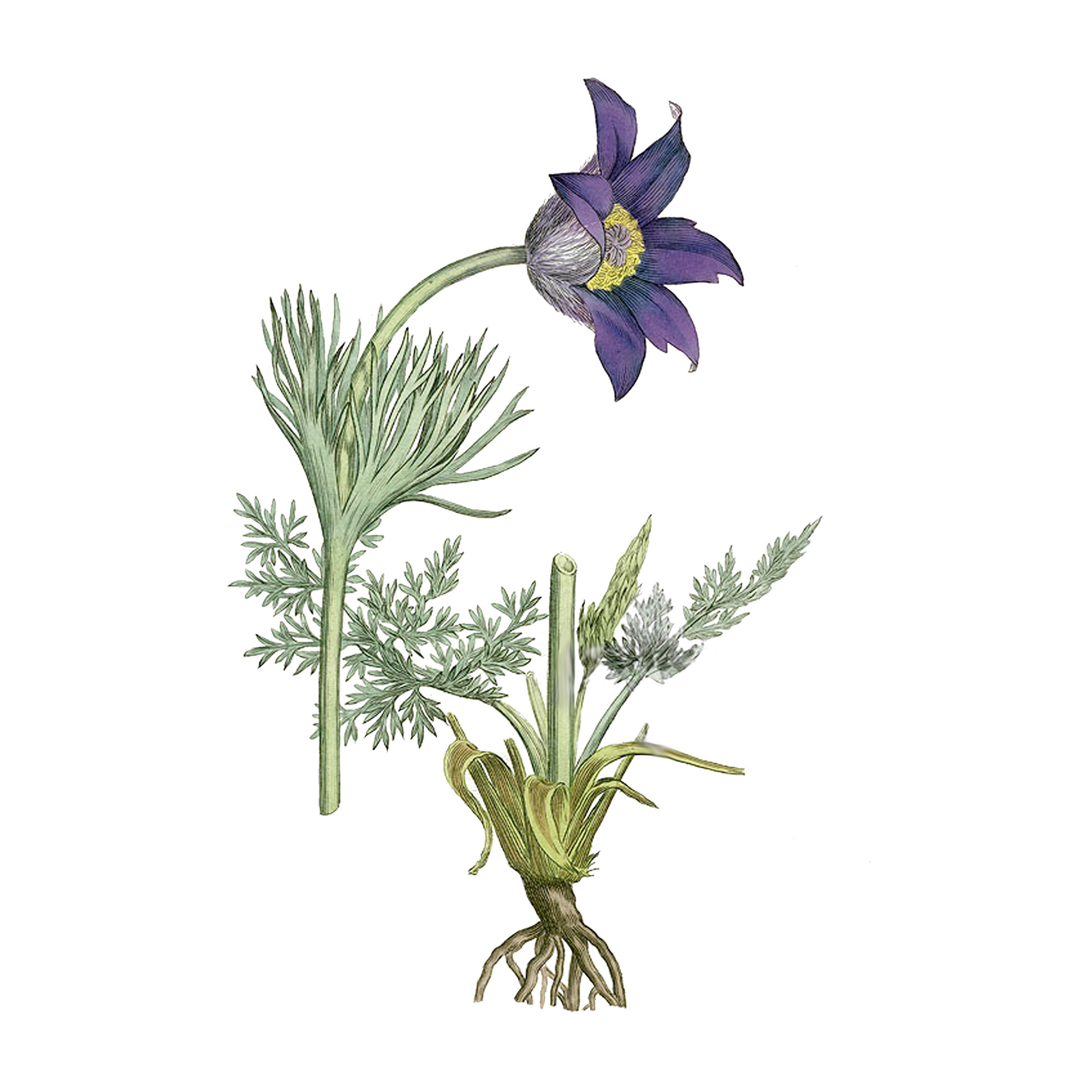 Экстракт травы прострела Live Extract, купить от производителя «Травы Байкала» оптом