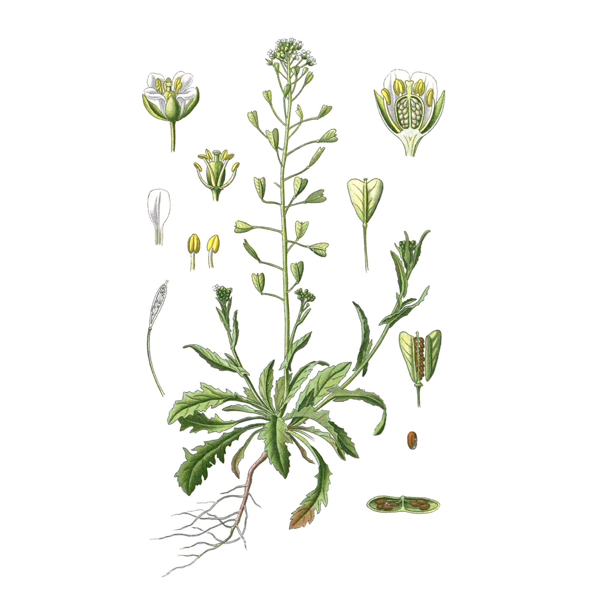 Экстракт травы пастушьей сумки Live Extract, купить от производителя «Травы Байкала» оптом