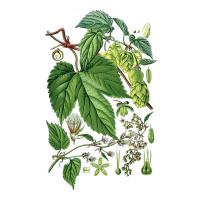 Экстракт шишек хмеля обыкновенного Live Extract