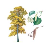 Экстракт цветков липы Live Extract