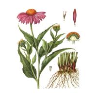 Экстракт травы эхинацеи пурпурной Live Extract