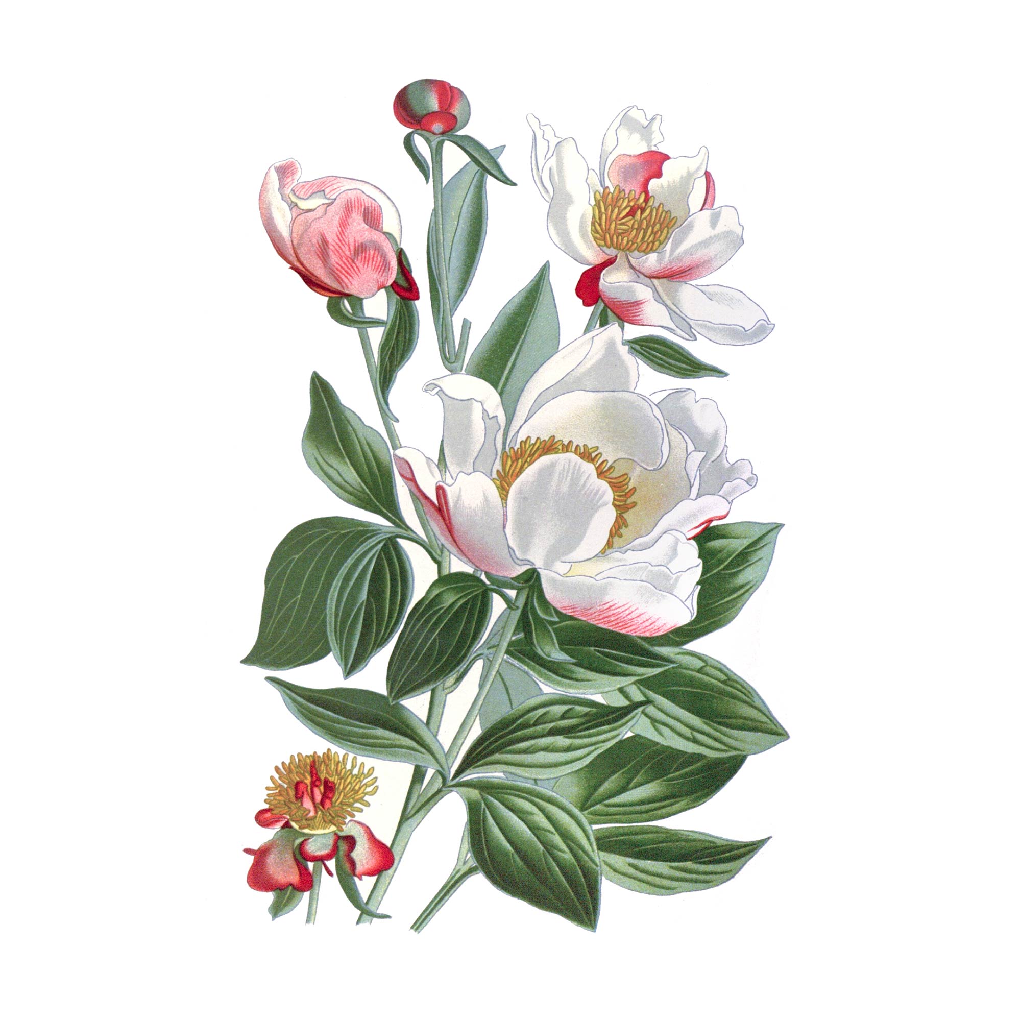 Экстракт травы марьина корня Live Extract, купить от производителя «Травы Байкала» оптом