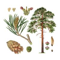 Экстракт коры сосны Live Extract