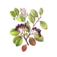 Экстракт плодов аронии черноплодной (рябины) Live Extract