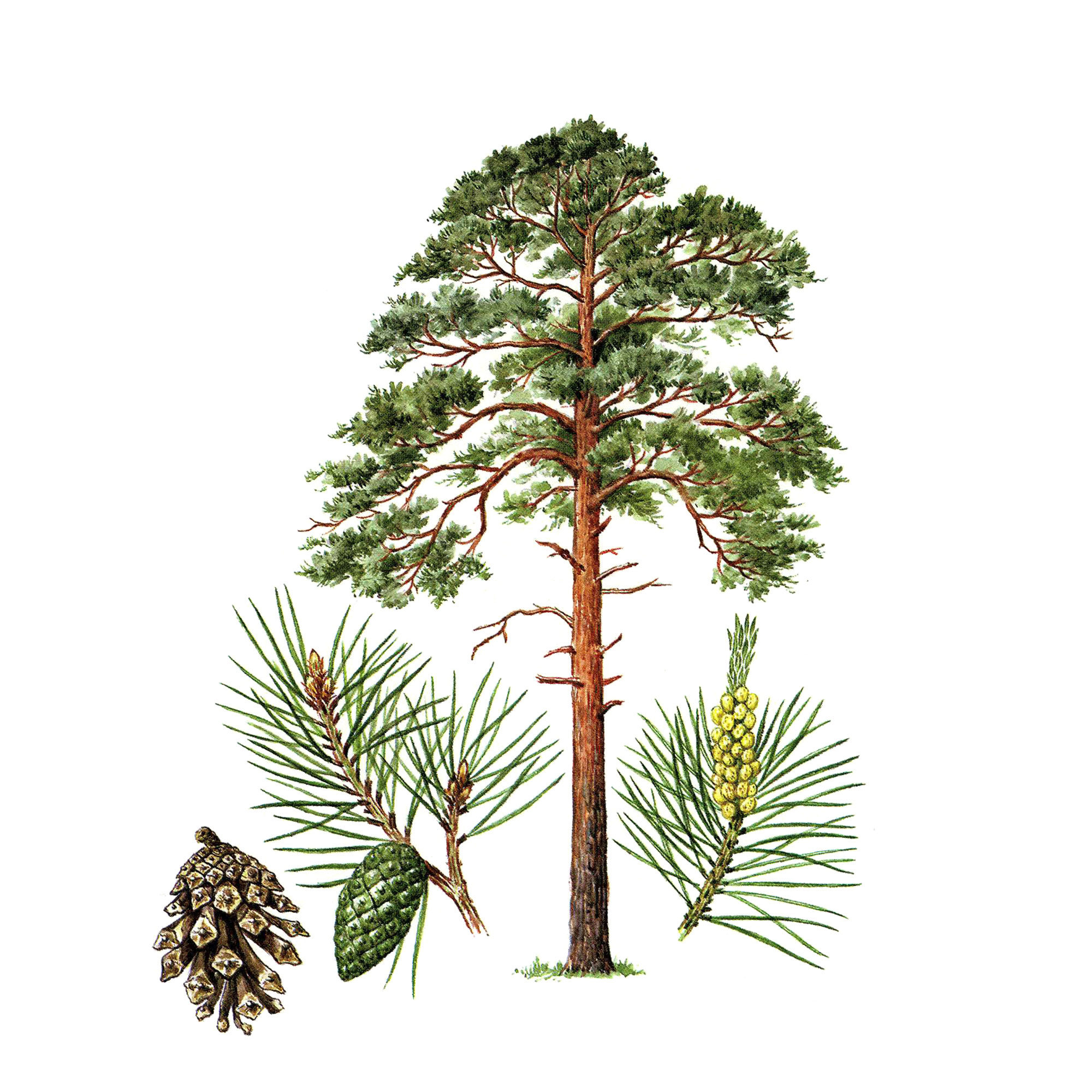 Экстракт почек сосны Live Extract, купить от производителя «Травы Байкала» оптом