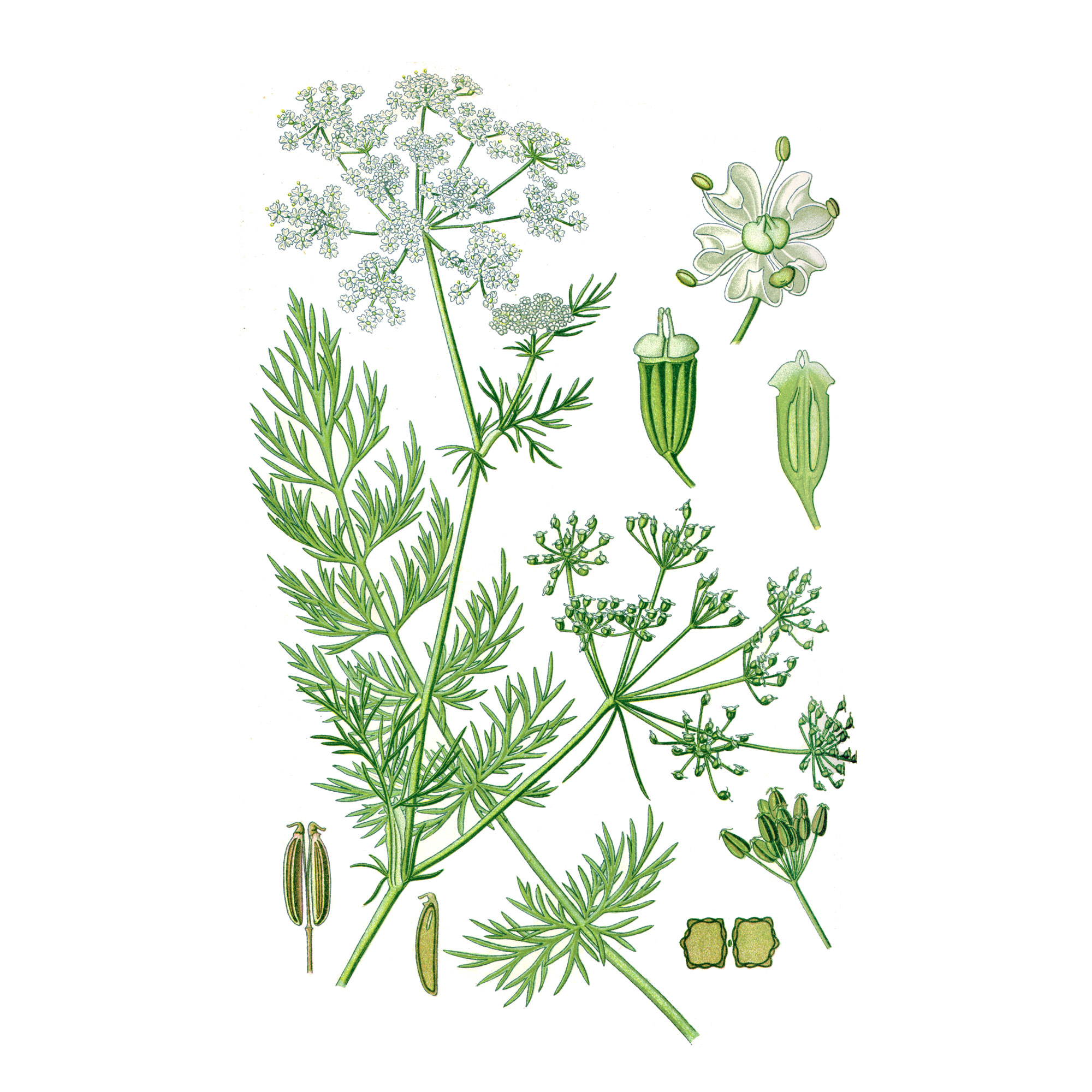 Экстракт плодов тмина Live Extract, купить от производителя «Травы Байкала» оптом