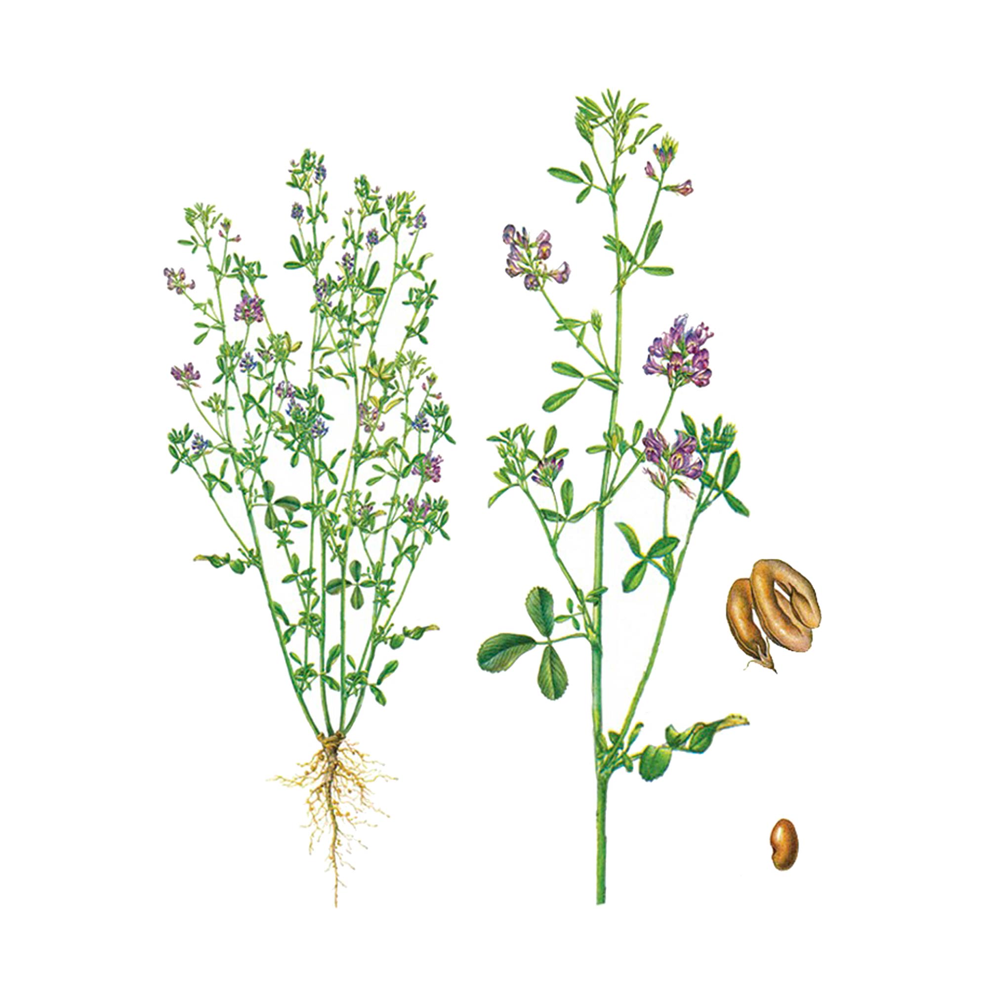 Экстракт травы люцерны посевной Live Extract, купить от производителя «Травы Байкала» оптом