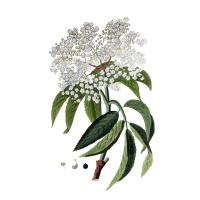 Экстракт корней бузины Live Extract