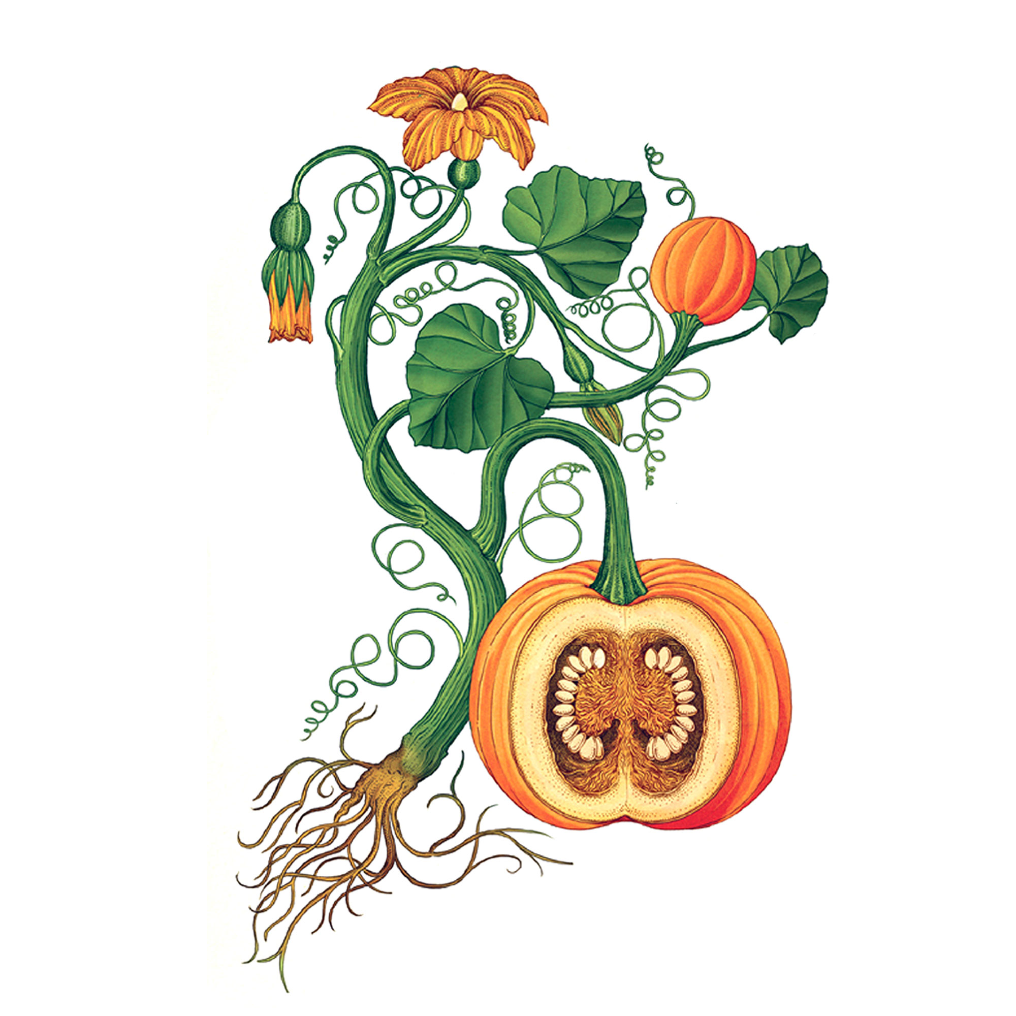 Экстракт семян тыквы Live Extract, купить от производителя «Травы Байкала» оптом