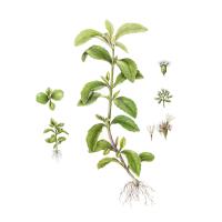 Экстракт листьев стевии медовой Live Extract