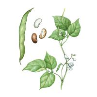Фасоли (Phaseolus vulgaris L.) створок экстракт LE, пакет крафт с zip-lock, 100 г