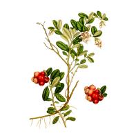 Экстракт плодов брусники Live Extract