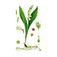 Экстракт листьев ландыша майского Live Extract