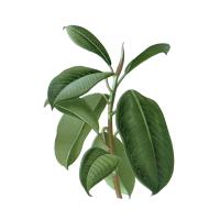 Экстракт слоевища фукуса Live Extract