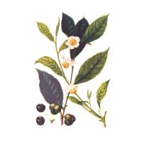 Экстракт листьев чая черного Live Extract