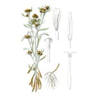 Сушеницы топяной (Gnaphalium uliginosum L.) травы экстракт LE, пакет крафт с zip-lock, 100 г